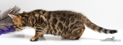  Bengal Zucht seriös